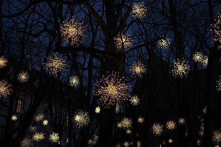 lighted lamps and bare trees thumbnail