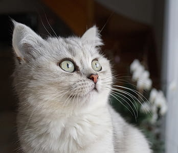 close-up photo of grey cat thumbnail