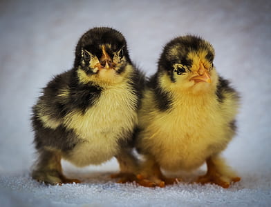two yellow chicks thumbnail