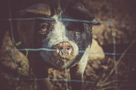 animal, cute, farm, wire mesh thumbnail