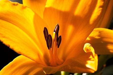 closeup photo of yellow petaled flowe thumbnail