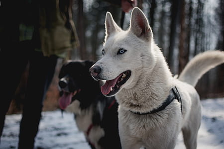 two dog walking through treess thumbnail