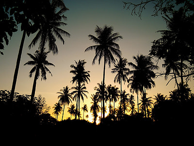 silhouette of coconut palm trees during sunrise thumbnail