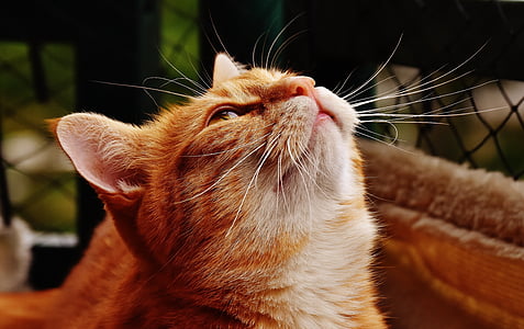orange Tabby cat looking up thumbnail