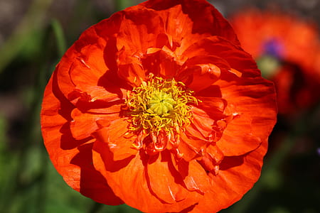 red petal flower thumbnail