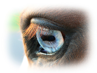 animal eye closeup photography thumbnail