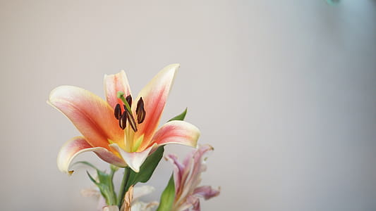 Photo of Orange and Green Petaled Flowers thumbnail