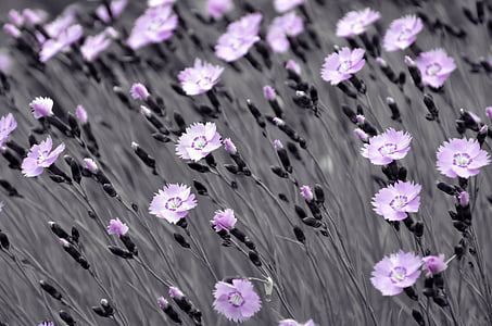 photo of purple petaled flowers thumbnail