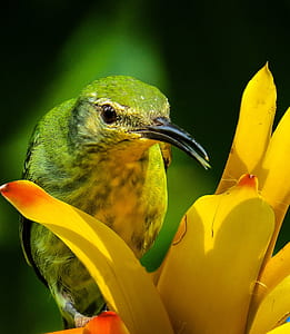 green and black bird on yellow flower thumbnail