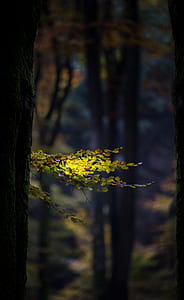 closeup photo of green tree thumbnail