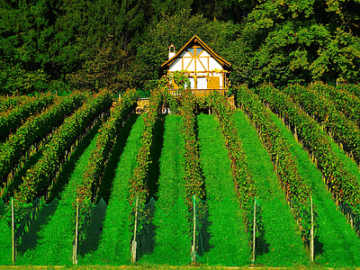 wooden house surrounded by trees and plants thumbnail