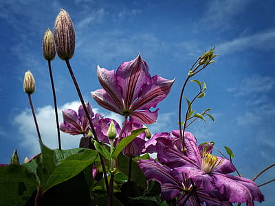 low angle photography of purple Clematis flowers thumbnail
