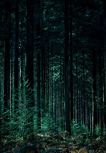 photo of green forest at daytime thumbnail