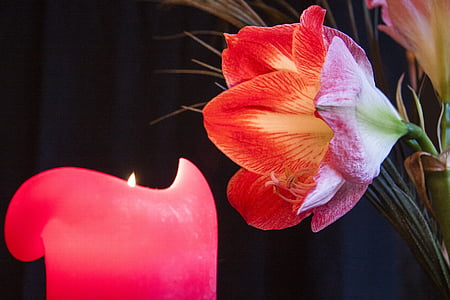 red tulip flower near lit candle thumbnail