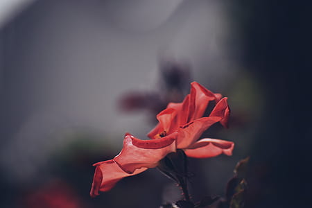 selective focus photography of red flower thumbnail