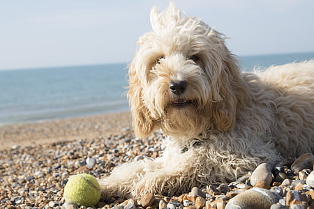 long-coated brown dog next to tennis ball thumbnail
