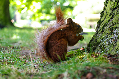 Closeup shot of a squirrel in the grass thumbnail