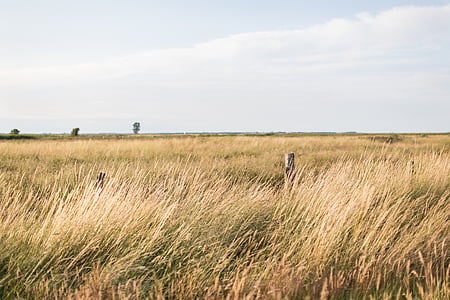 brown field under white clouds thumbnail
