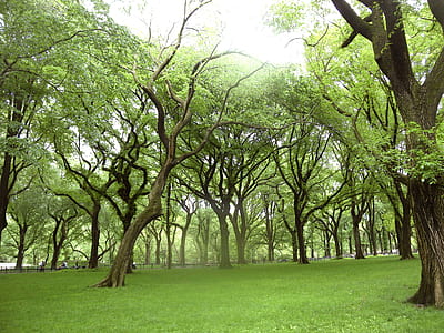 green leaf trees thumbnail