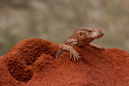selective focus photography of brown reptile thumbnail