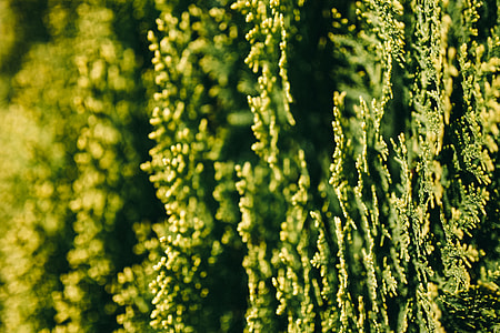 Closeup view of nature thumbnail