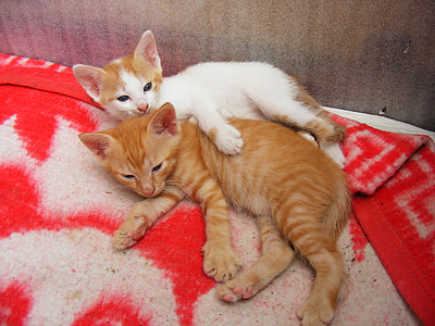 two kittens lying on orange textile thumbnail