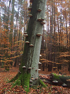 mushroom growing on tree trunk thumbnail