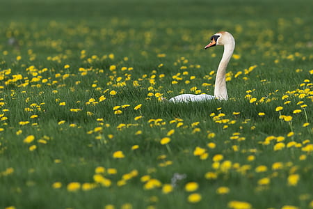 white goose in yellow flower field thumbnail