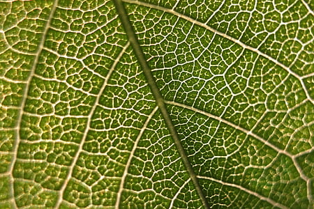 macro photography of green leaf thumbnail