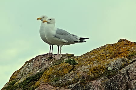 sky, rocks, moss, animals thumbnail