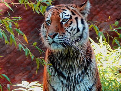 close-up photo of tiger thumbnail