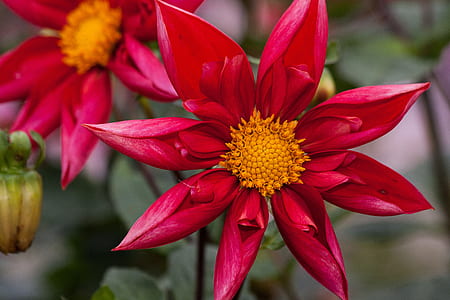 shallow focus of two red petaled flowers thumbnail