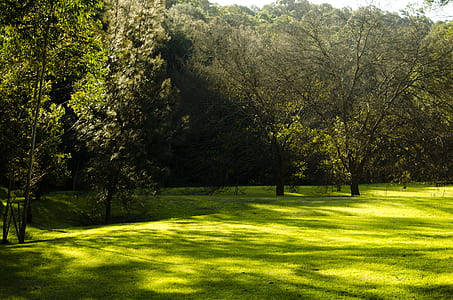 green field with tall trees thumbnail