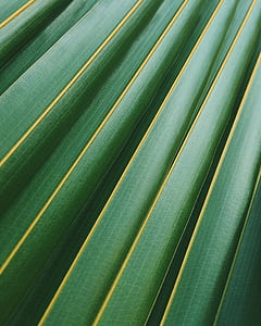 green coconut leaf thumbnail