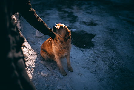 adult golden retriever sitting on gray sand near person wearing black long-sleeved dress close-up photo thumbnail