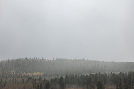 trees covered in fog thumbnail