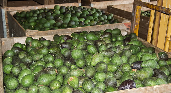 avocado lot thumbnail