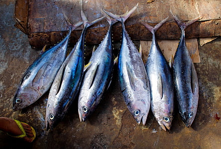several gray fishes thumbnail