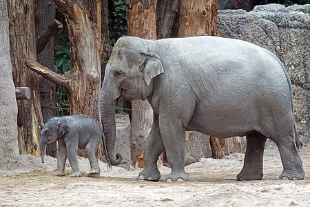two gray elephants in zoo during daytime thumbnail