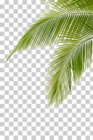Arecaceae Leaf Frond , Coconut leaves, green palm tree leaves PNG clipart