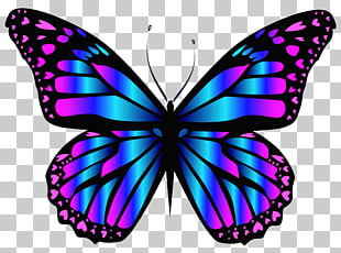 Butterfly Purple Blue , Blue and Purple Butterfly Clipar , blue and pink butterfly illustration PNG clipart
