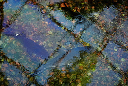 black fishes thumbnail