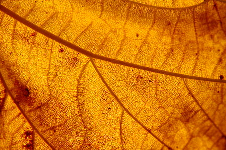 brown dried leaf thumbnail