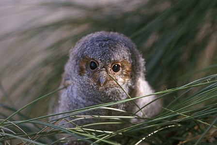 gray bird on nest thumbnail