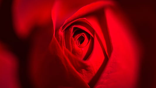 red rose flower thumbnail