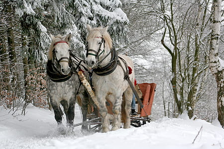 snow, forest, winter, animals thumbnail