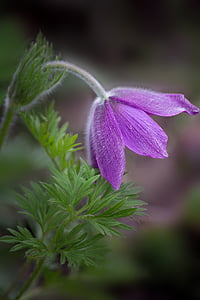 closeup photography of purple pasque flower thumbnail