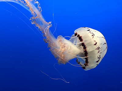 white and brown jellyfish thumbnail