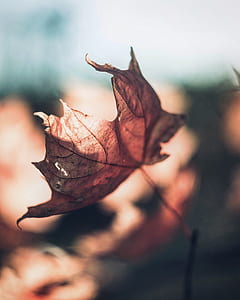 selective focus photography of brown leaf thumbnail