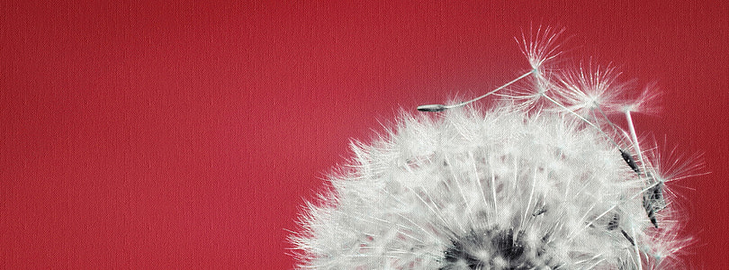 dandelion macro shot photography thumbnail